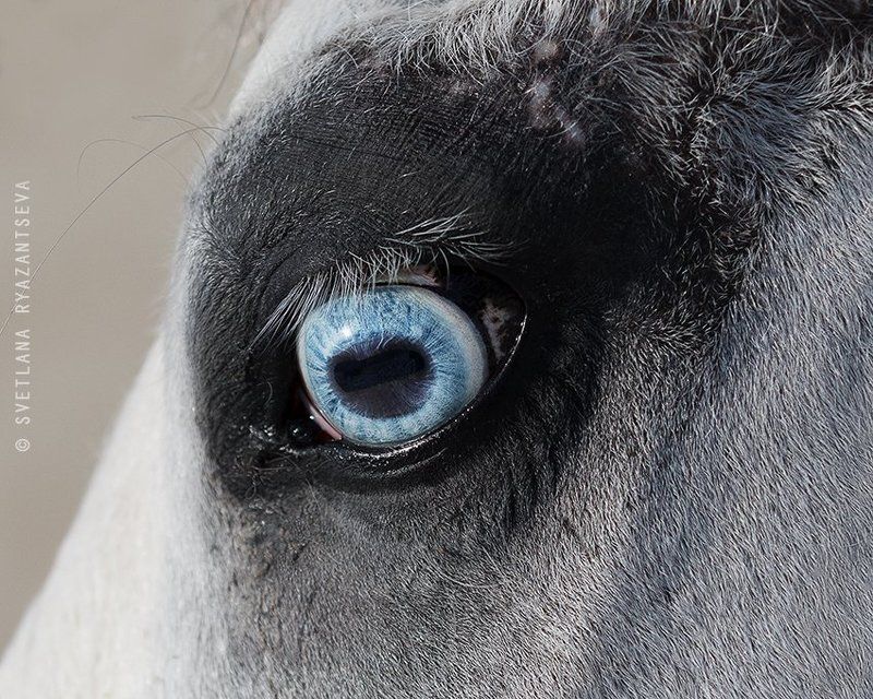 horse, head, detail, eye, blue, лошадь, глаза, взгляд Зеркало души фото превью