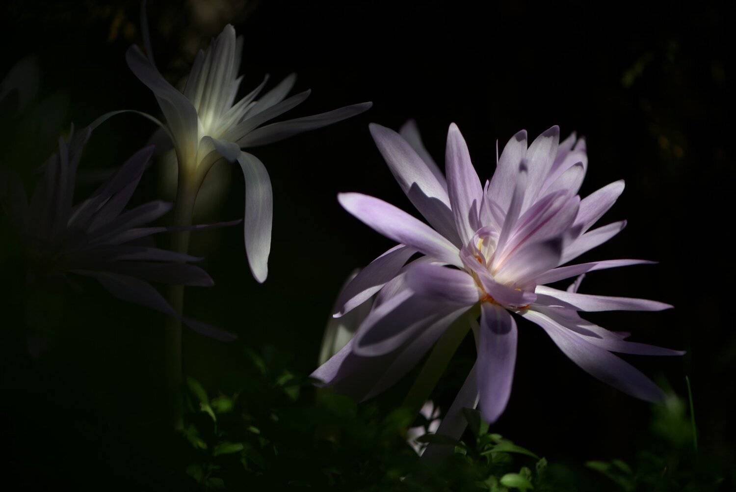 природа, макро, осень, безвременник, Неля Рачкова