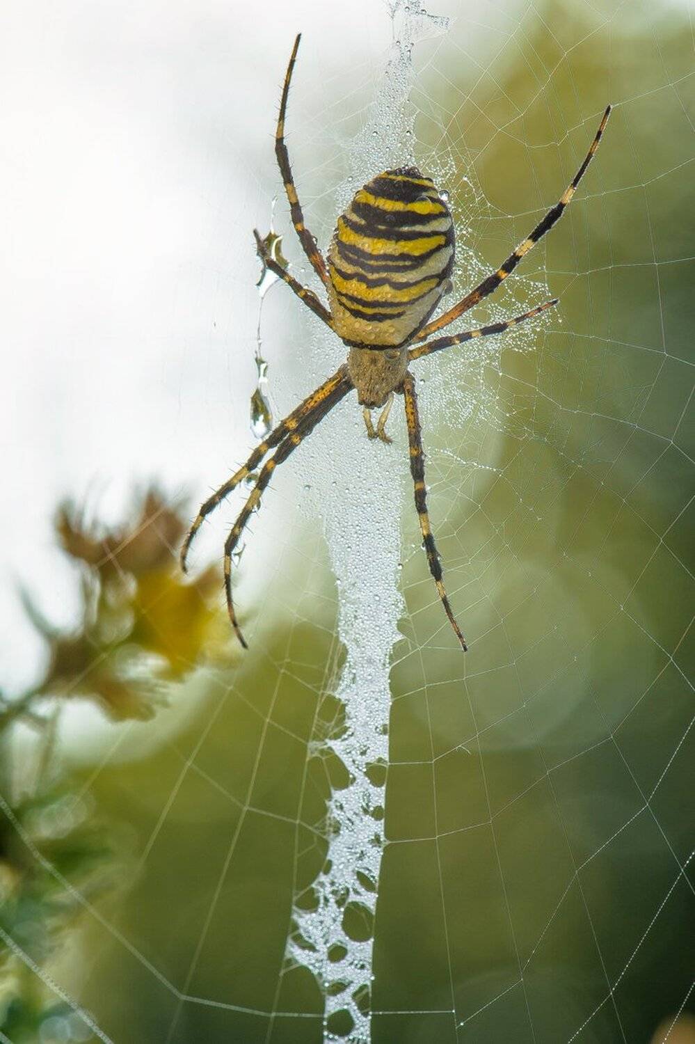 , Кузнецов Дмитрий