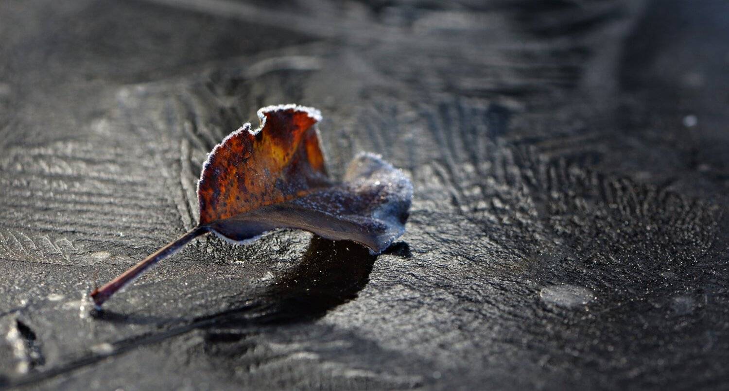 природа, макро, зима, опавший лист, лед, Неля Рачкова