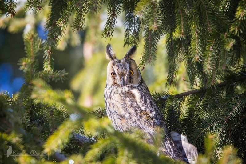 owl, long-eared owl, bird, wildlife, сова, ушастая сова, птицы, дикая природа Ушастая сова фото превью