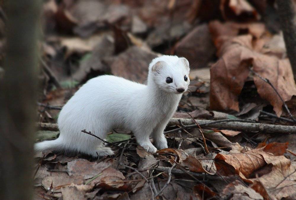 ласка, Михаил Крюков