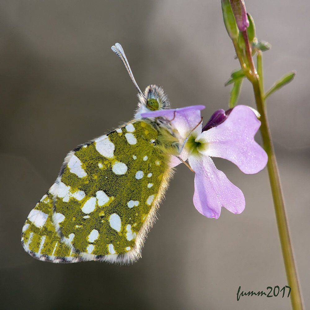 , Игорь ФУММ