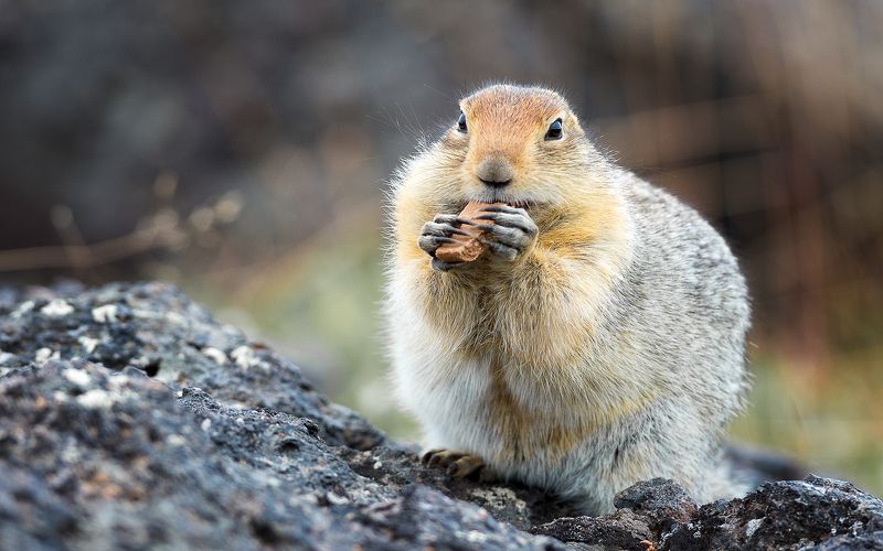 Евражка Печенье с кофе фото превью