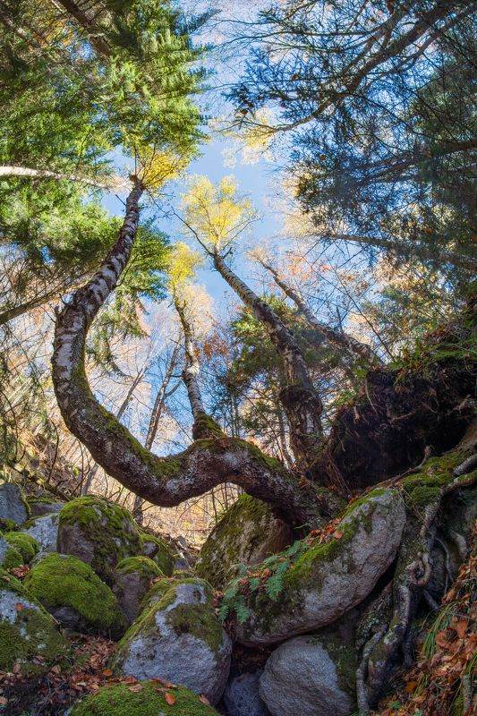tree, nature, forest, landscape, sky, fisheye, moss Fish-eye фото превью