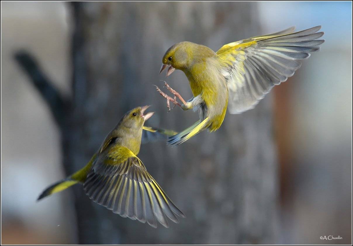 зеленушки весна забияки драка, Александр Чувилин