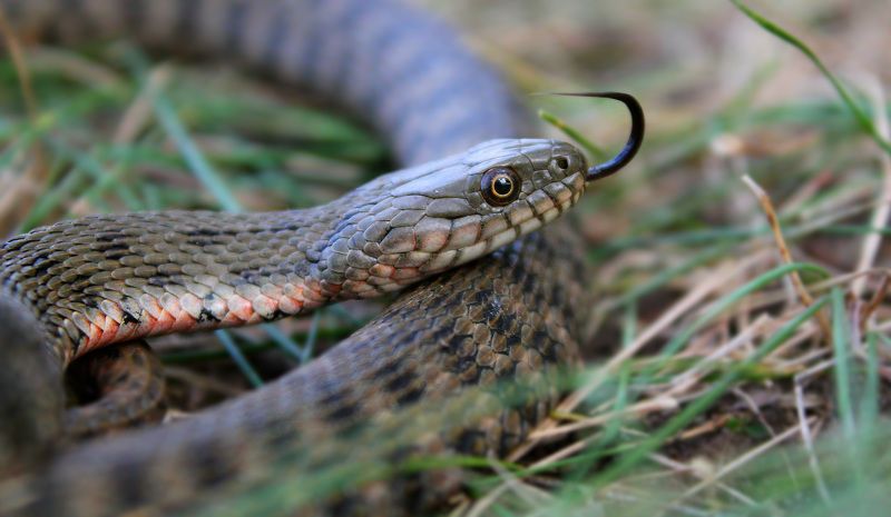 Водяной уж.(лат. Natrix tessellata) фото превью