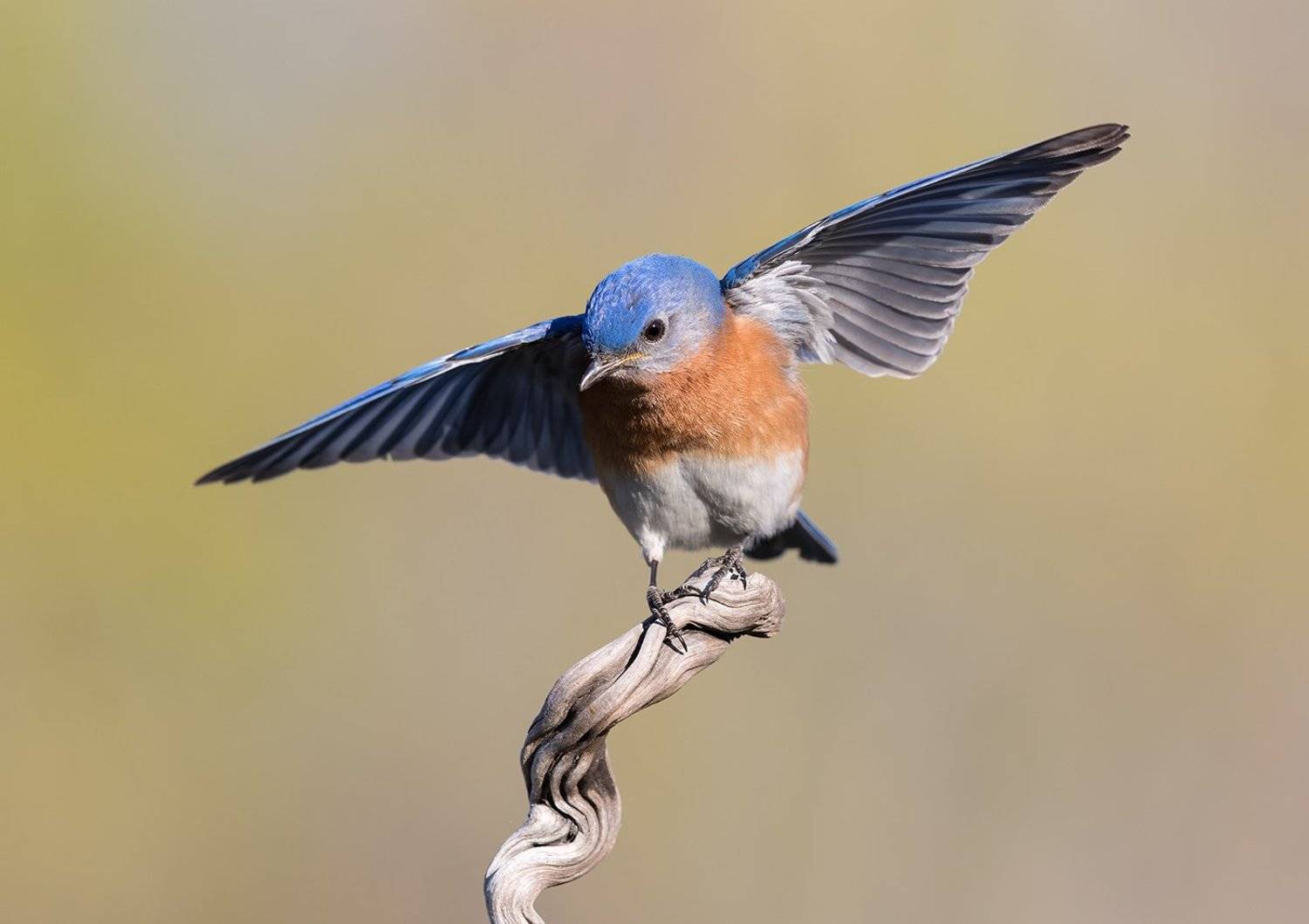 восточная сиалия, eastern bluebird, bluebird, Elizabeth Etkind