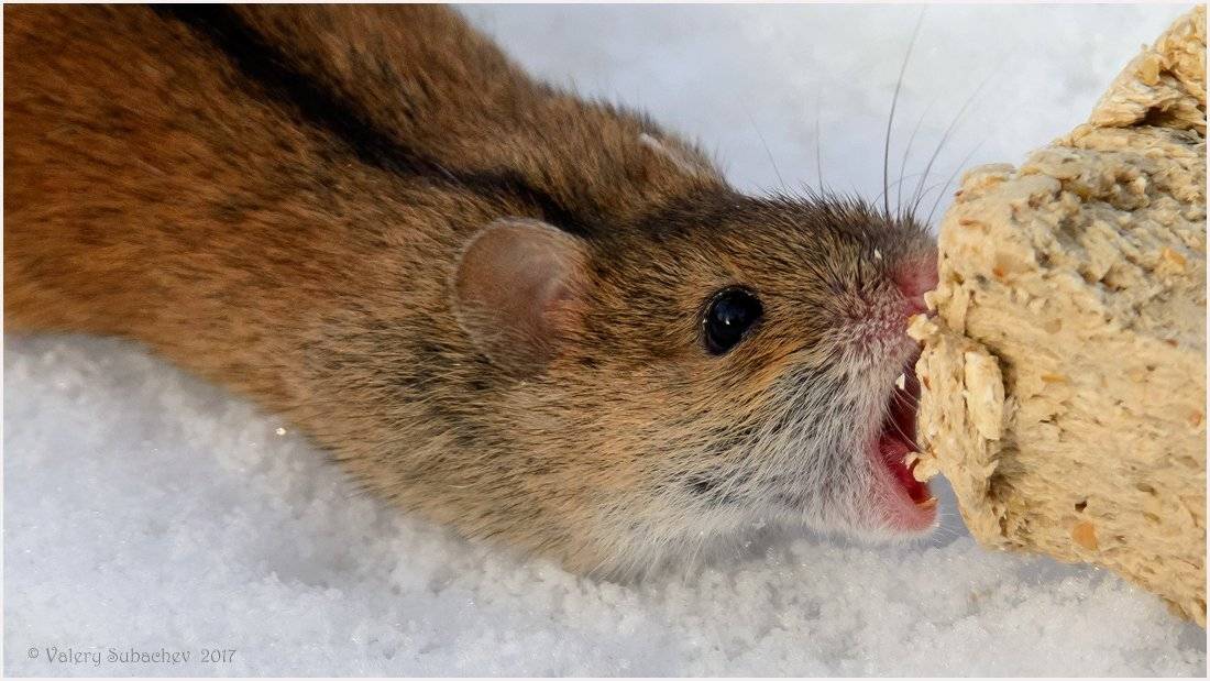 , Валерий Субачев