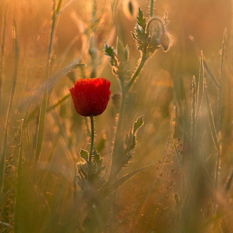 . . . фото превью