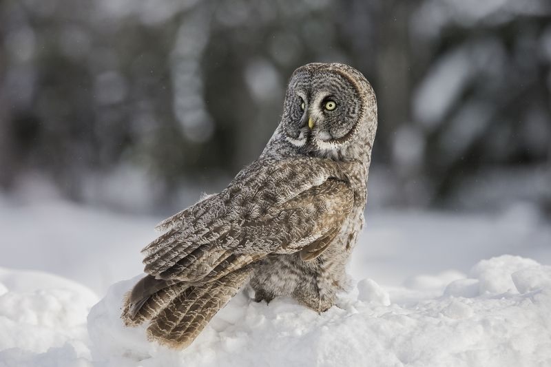 Chouette lapone / great gray owl / strx nebulosa фото превью