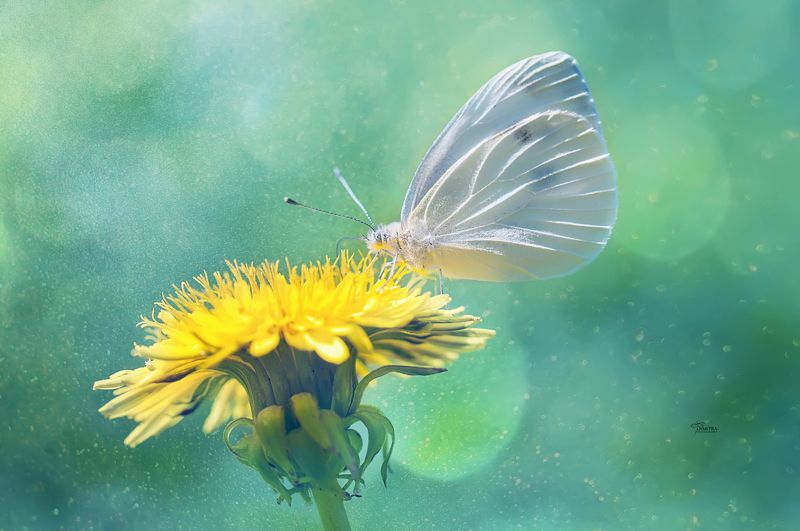 Мир бабочки / част вторая / фото превью