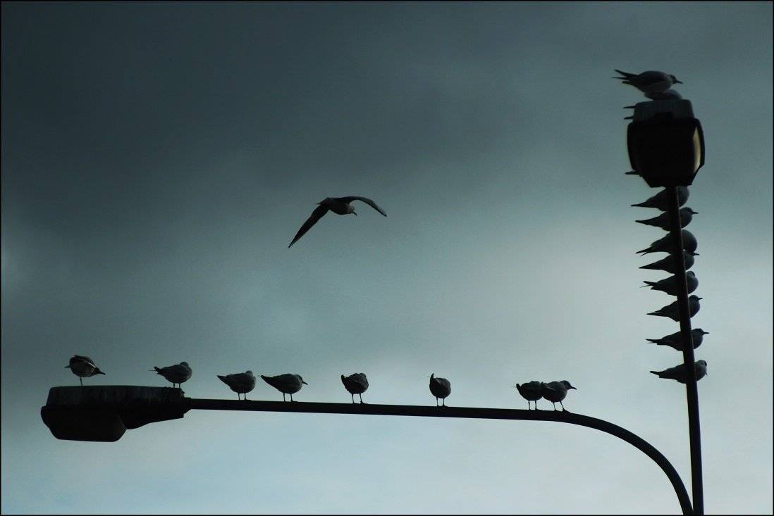 , Krzysztof Trojanowski