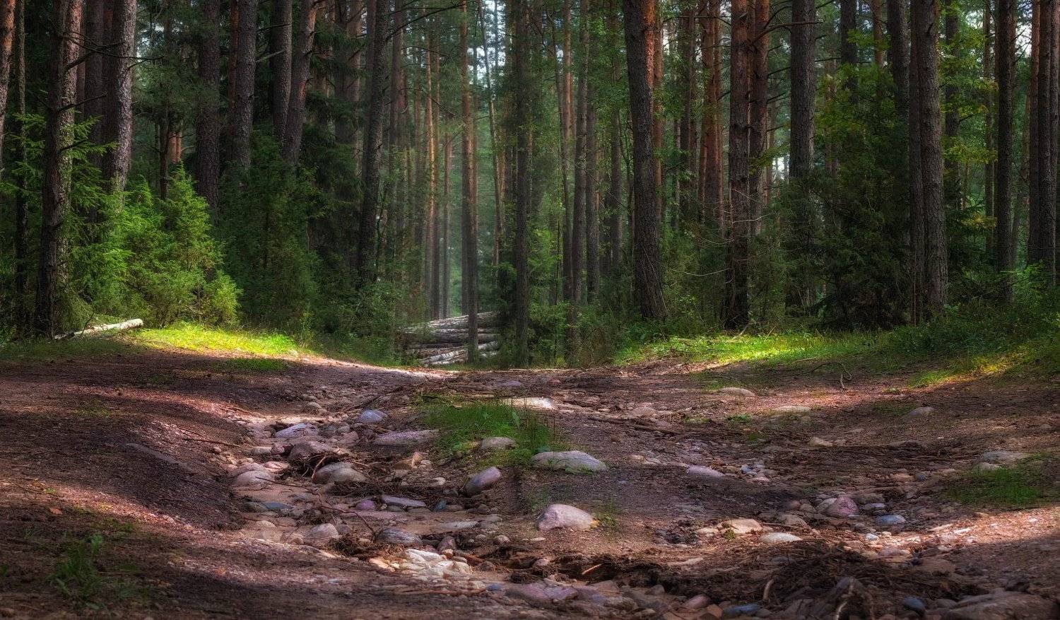 лето, лес, дорога,, Сергей Шабуневич