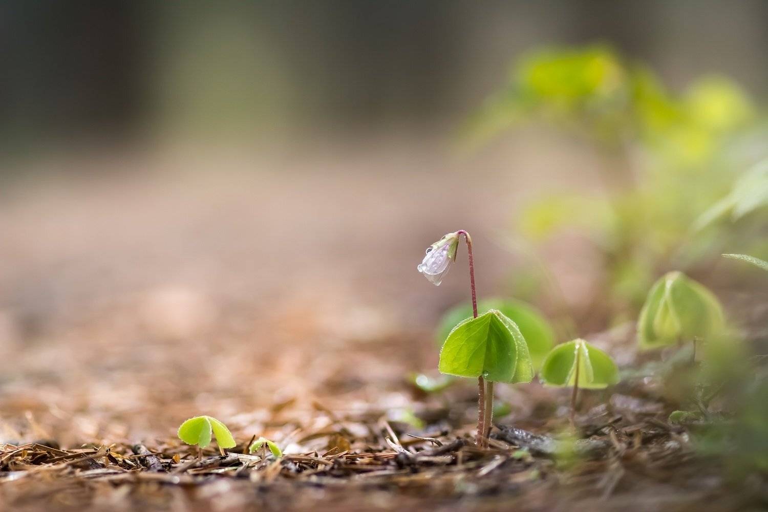 , Шинкарева Елена