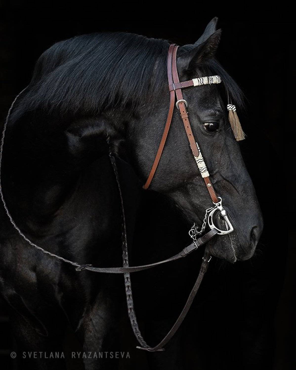 isolated, horse, stallion, head, black, dark, portrait, animal, лошадь, лошади, жеребец, вороной, портрет, черный, Svetlana Ryazantseva