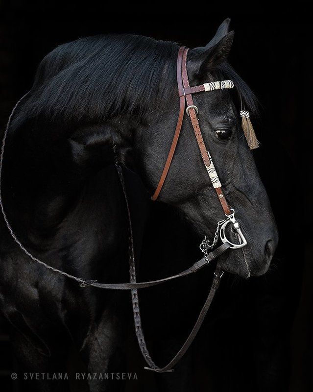 isolated, horse, stallion, head, black, dark, portrait, animal, лошадь, лошади, жеребец, вороной, портрет, черный Фаянс фото превью