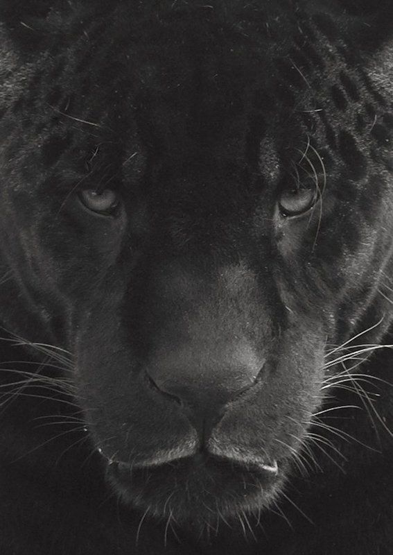 Black jaguar#2 фото превью