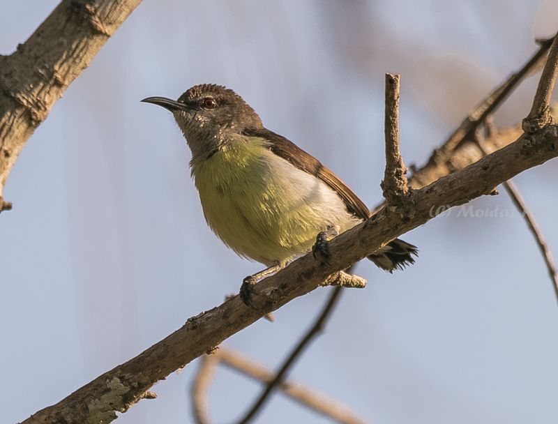 Purple-rumped Sunbird - female  фото превью