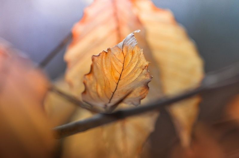 О самых стойких фото превью