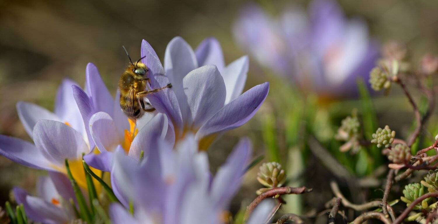 природа, макро, весна, цветы, крокус, насекомое, пчелка, Неля Рачкова