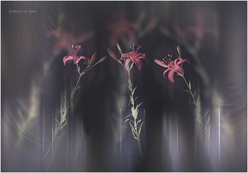 Три лилии фото превью