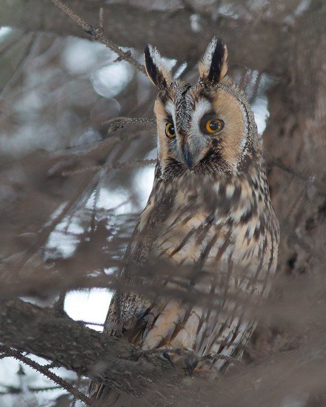 птицы, совы, ушастая сова Совушка фото превью