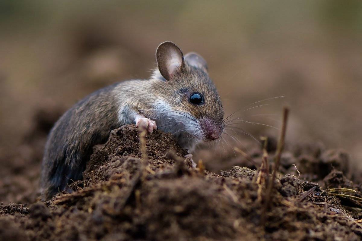 мышь, Александр Маркелов