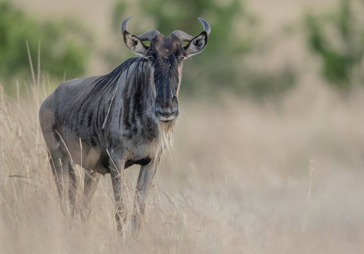 гну, Александр Маркелов