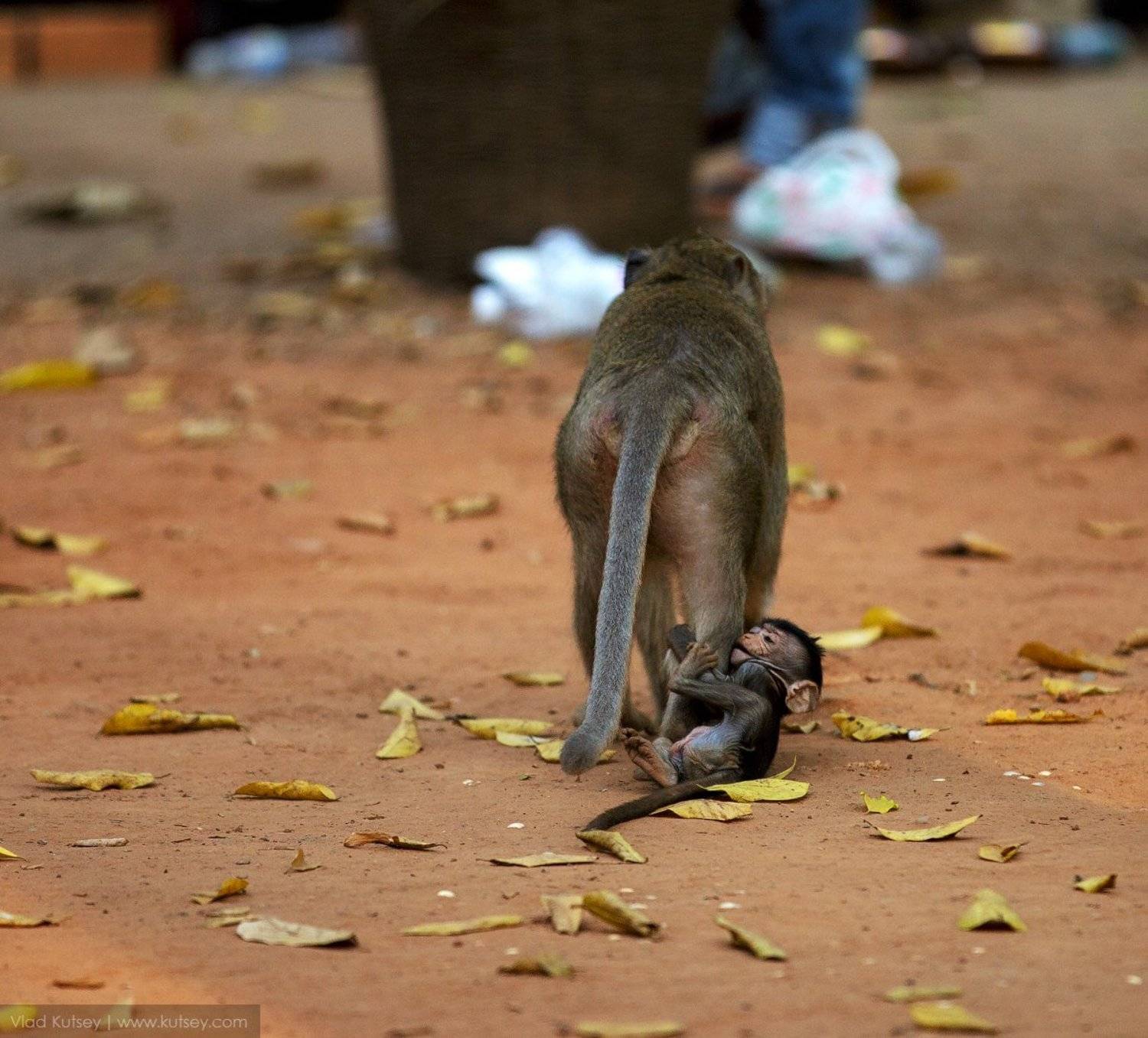 мама, макака, обезьяна, малыш, детеныш, азия, камбоджа, воспитание , Владимир Куцый