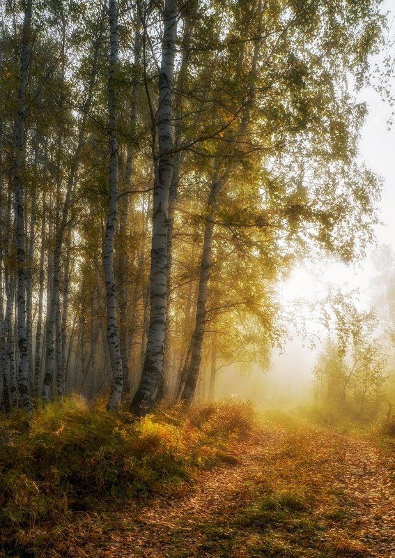 Где-то там, за туманами ... фото превью