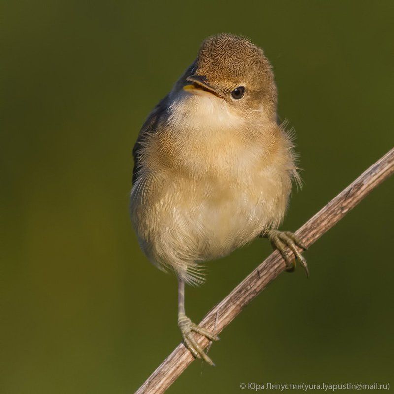 камышевка *** фото превью