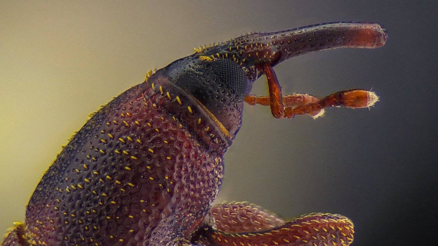 ceclii,macro,lgg4, Tsvetan Ganev