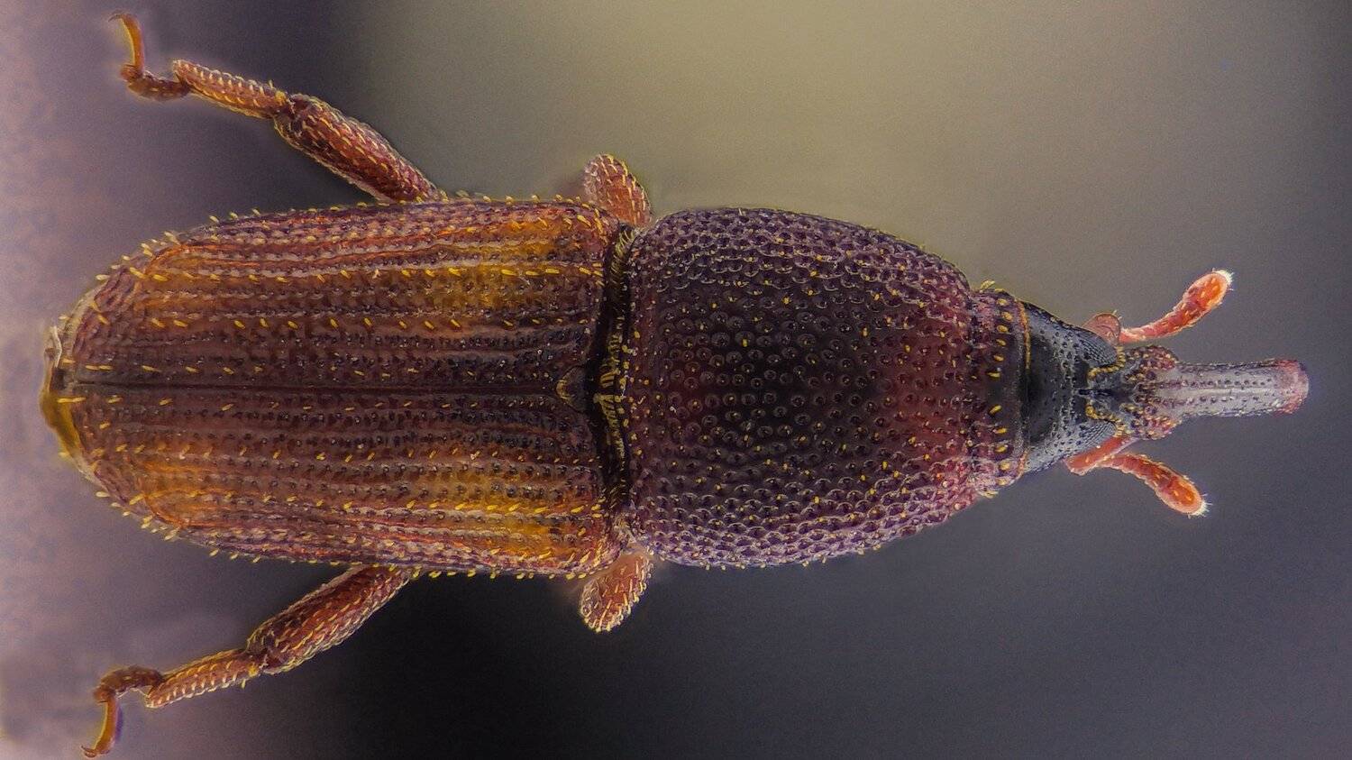 Автор: Tsvetan Ganev ceclii,macro,lgg4, Tsvetan Ganev