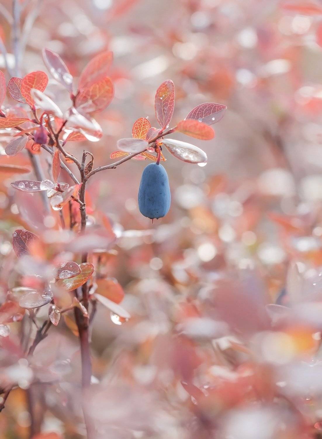 ягода, голубика, якутия, нерюнгри, Евгения Левина