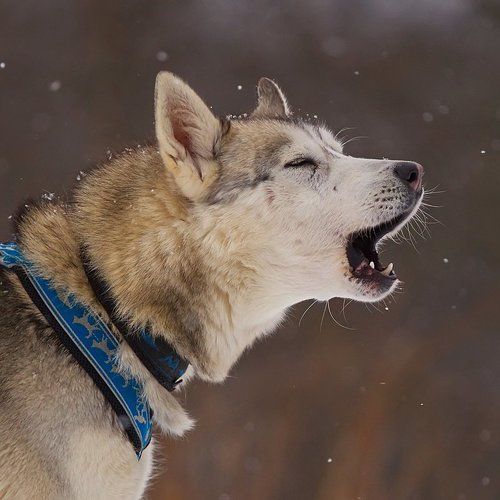 В собачьей упряжке