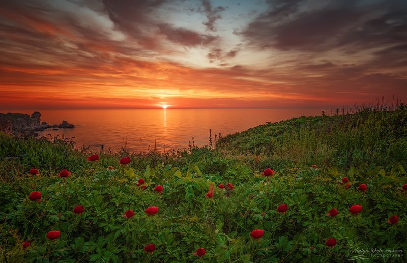 Дикие пионы на рассвете фото превью