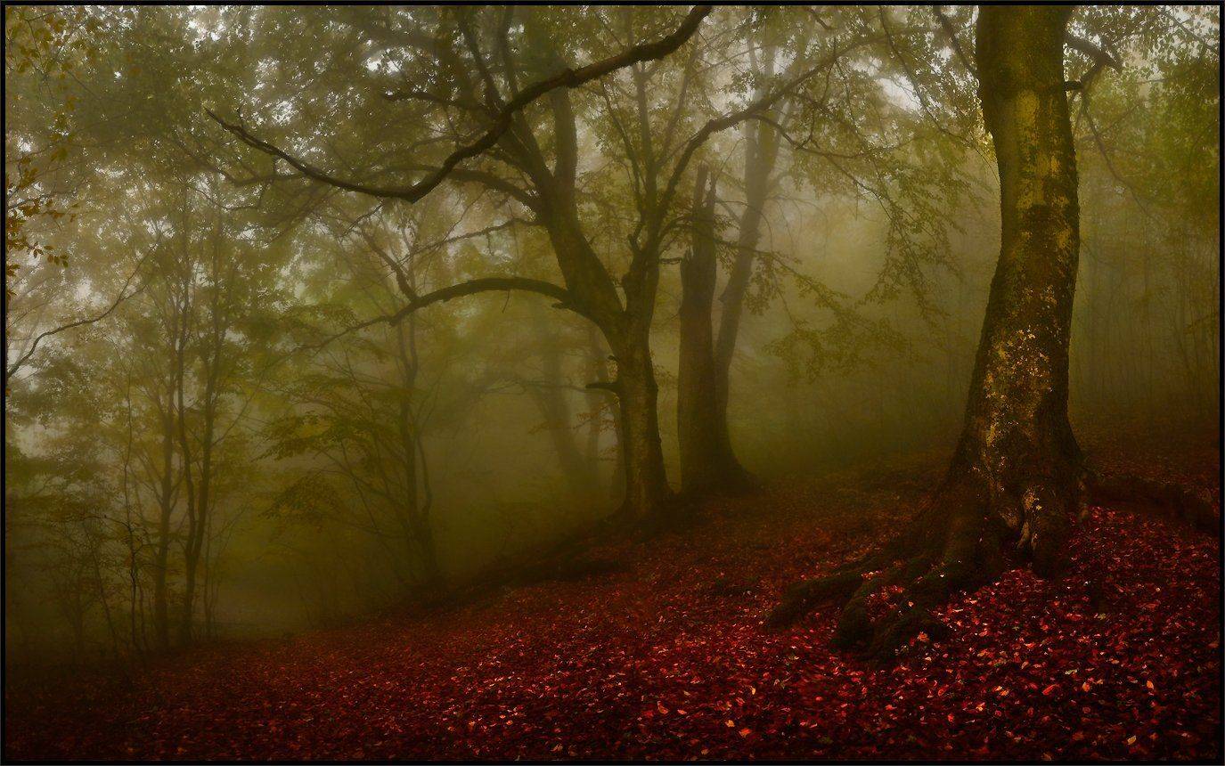 , Владимир Метцгер