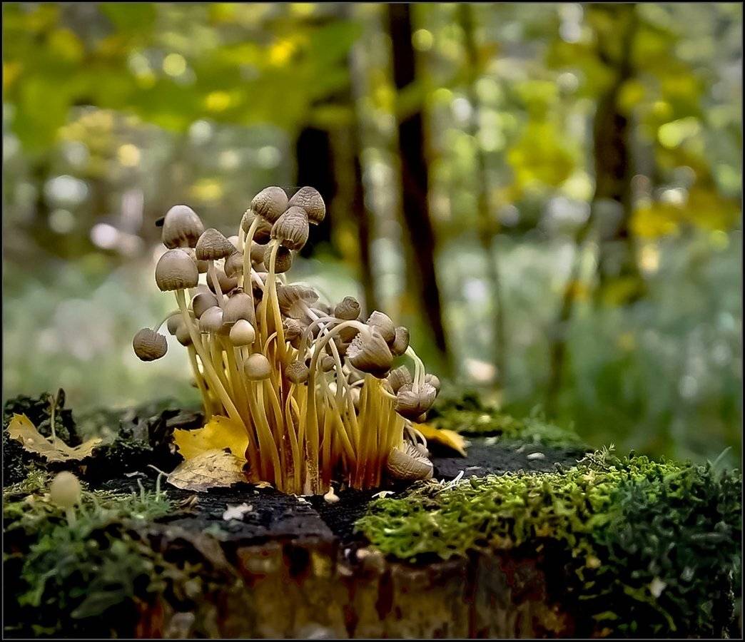 природа, грибы, лес, Виктор Парщиков
