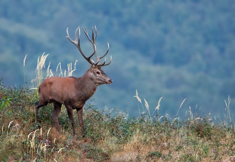 олень фото превью