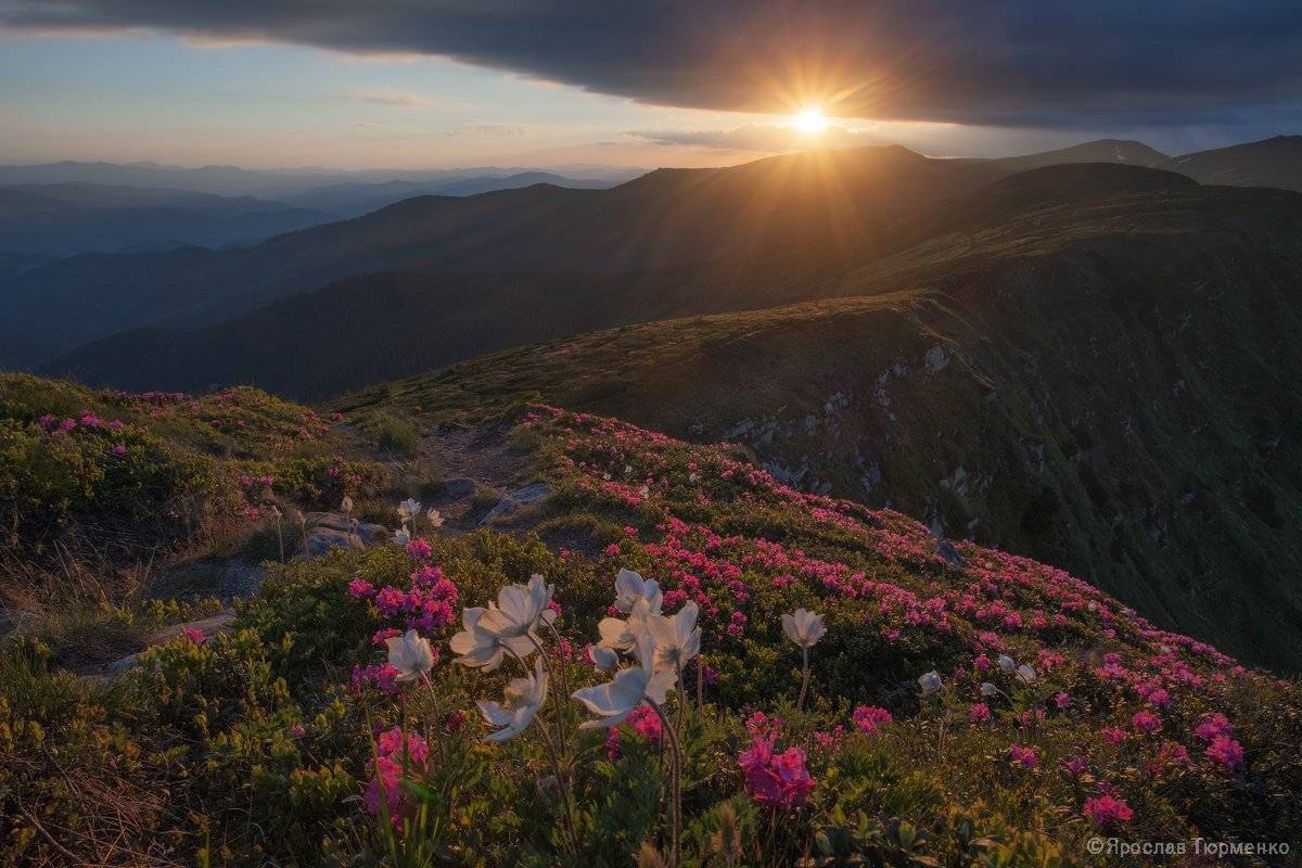 , Ярослав Тюрменко (Jaremi)