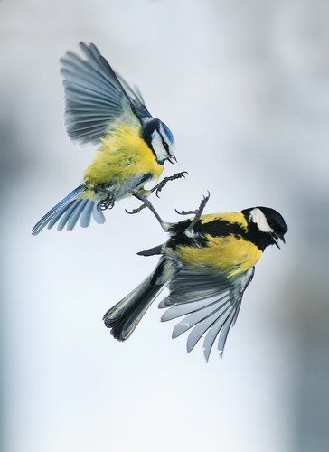 какая из синиц сильнее?