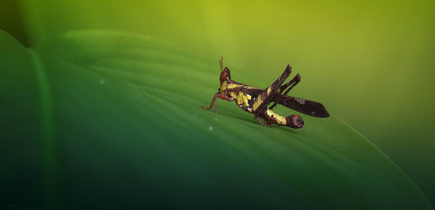 природа, кузнечики, макро, таиланд, Дмитрий Посевич