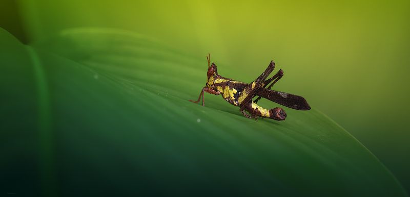 ... вот такой вот кузнечик :) фото превью