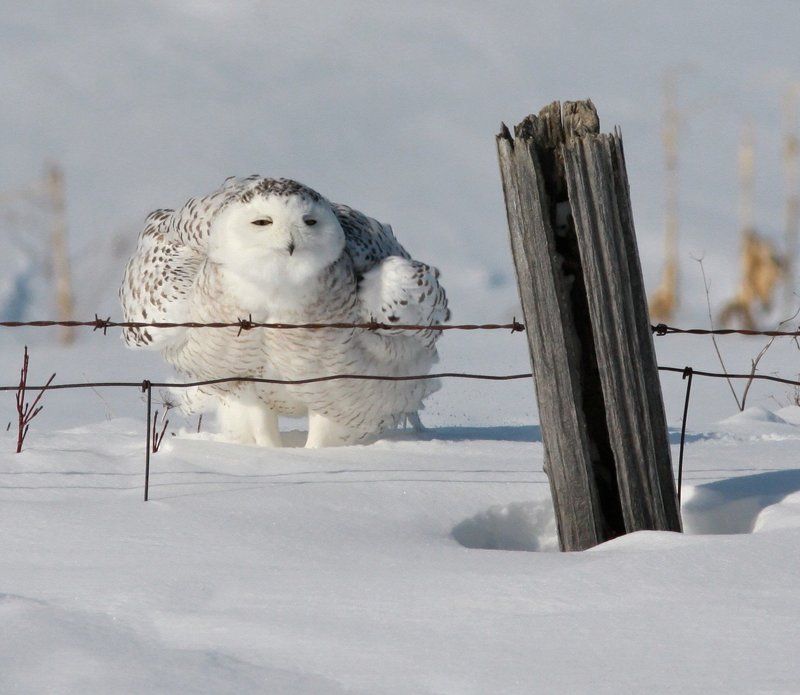 harfang / snowy owl / strix nebulosa Harfang des Neiges фото превью