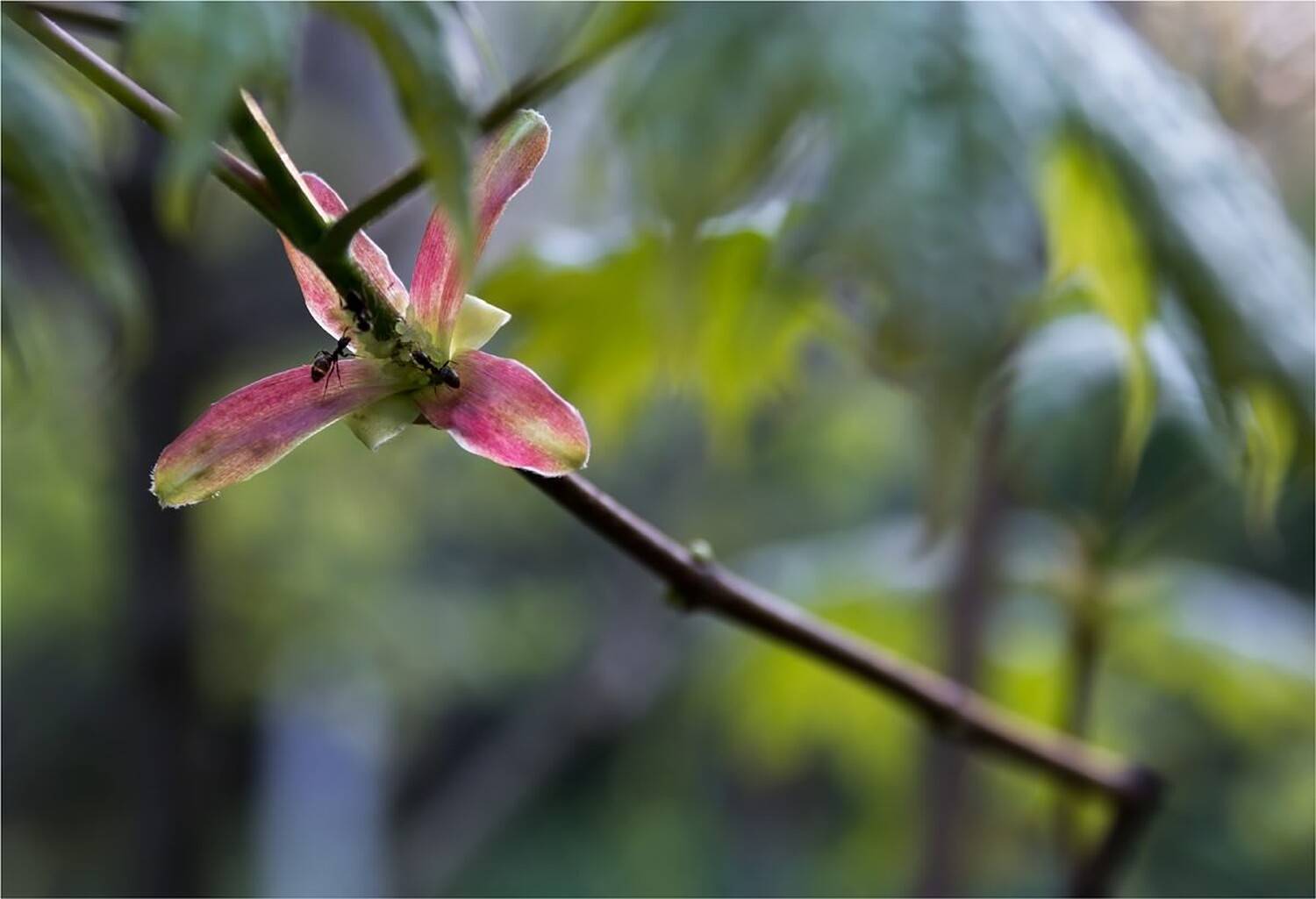 , Куликова Ирина