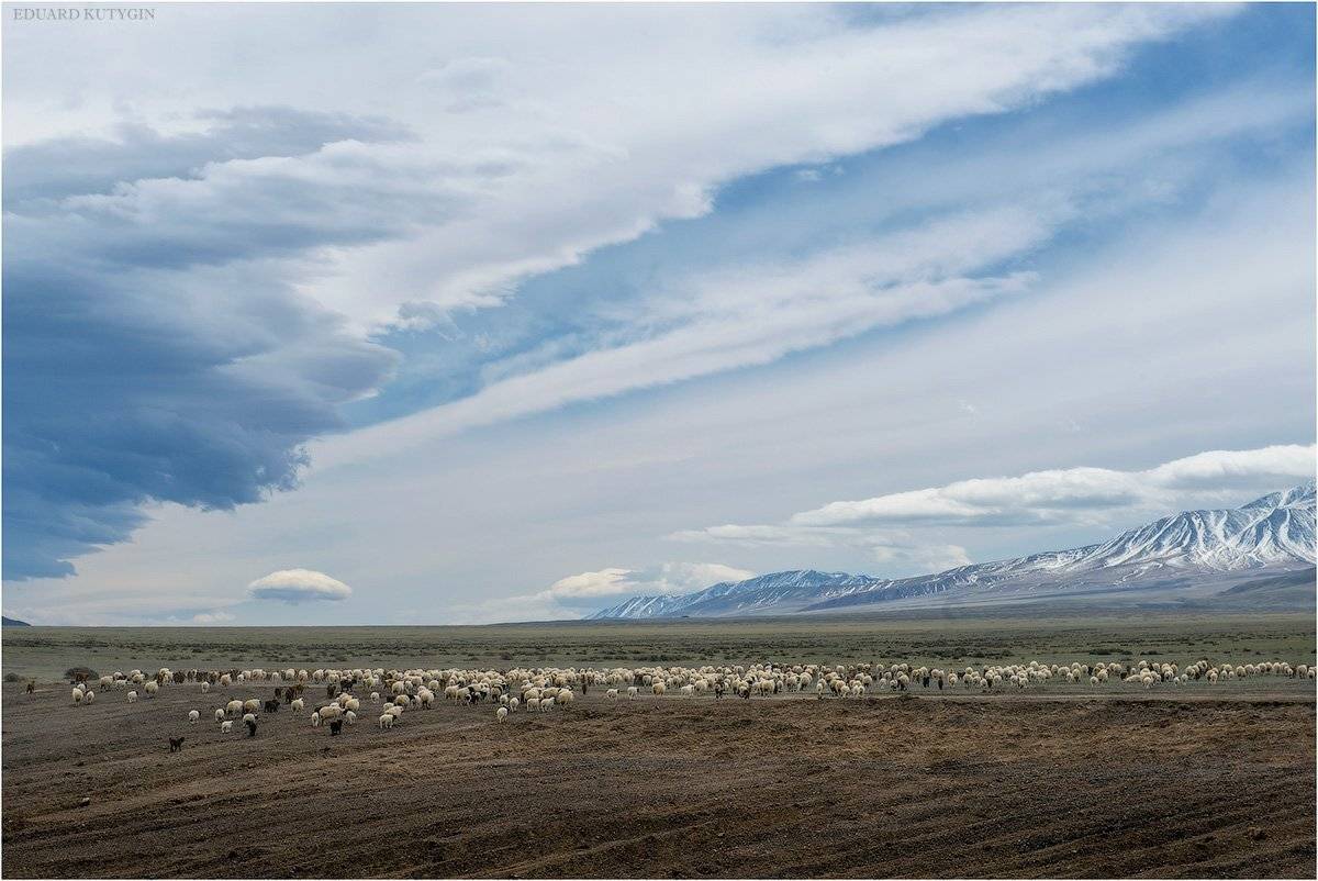 Кутыгин, Монголия, горы, овцы, стада, весна, май, Кутыгин Эдуард