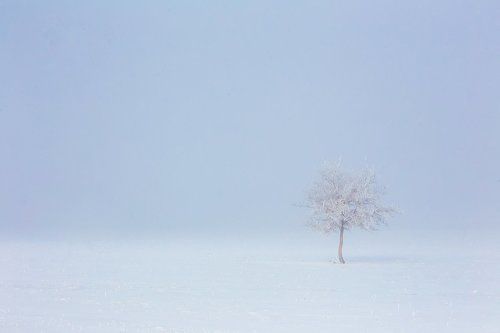 В морозном тумане