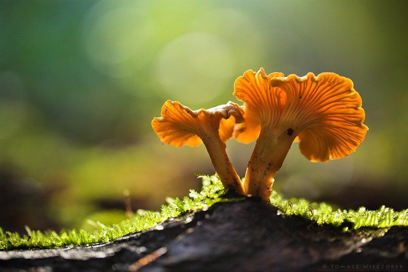 mushroom, forest, morning, autumn, light, shadows Morning light фото превью