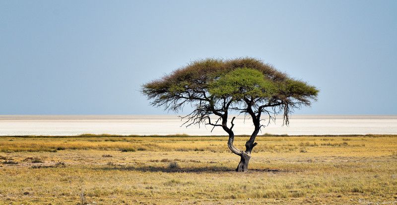 Etosha pan фото превью